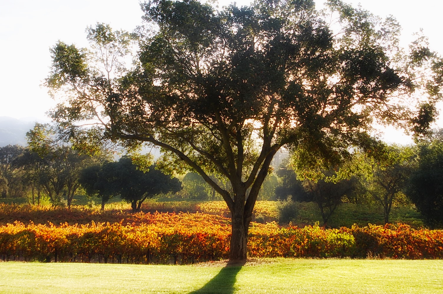 Old oak tree with vineyard in the background taken during sunrise
